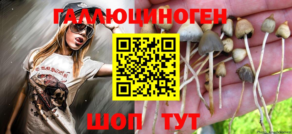 Галлюциногенные грибы Psilocybine cubensis Чехов